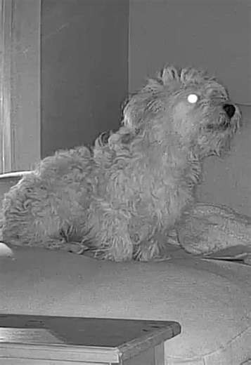 Maggy's Nighttime Zoomies: A Hilarious Bedtime Routine