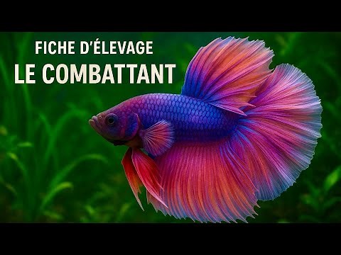 Tout savoir sur le Betta Splendens !