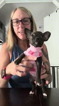 Making dog clothes #chihuahua #dog