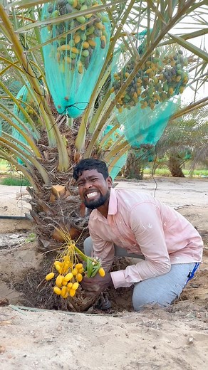 8.9M views · 177K reactions | খেজুর গাছ যাবে এটা বাংলাদেশ✈️ #facebookreels #see #everyone #followers #farming #work #Date #Bangladesh #foryou | MD Joshim | Facebook