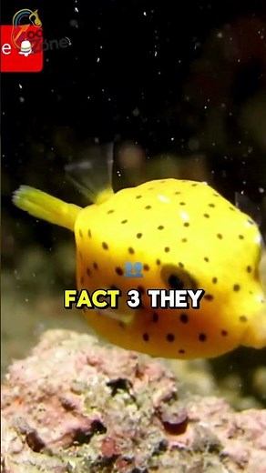 5 interesting Facts About the Boxfish You Didn't Know! #Boxfish #MarineLife #OceanCreatures #sealife