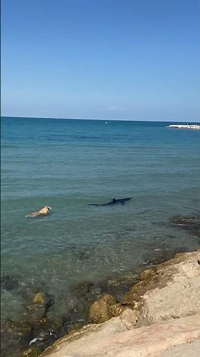 Dog Swims Toward Shark || ViralHog