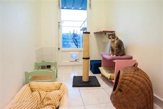 ✨🐾 Bonne année 2026 à tous les chats du monde… et à leurs humains ! 🐾✨ Que cette nouvelle année soit remplie de ronrons, de siestes au soleil, de gamelles bien remplies et de moments complices avec ceux qui vous aiment le plus 💛 Ici, au Jardin des Chats, nos pensionnaires lèvent la patte (et la gamelle 😺) pour vous souhaiter une année douce, sereine et pleine de bonheur. 🥂 À une année de câlins, de moustaches heureuses et de chats choyés Bonne année 2026 à tous ! 🎉🐾 | Hôtel pour Chats - L