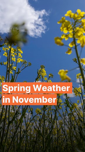 The Netherlands will see unusually mild weather this week, with sunshine and temperatures reaching up to 17°C — far above the November average. Warm southern air currents are bringing a brief taste of spring after a rainy October. #netherlands #holland #europe #spring #november #weather | Dutch Breaking News