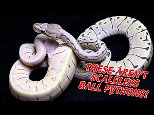 Introducing the MicroScale Ball Python! | New Ball Python Morph