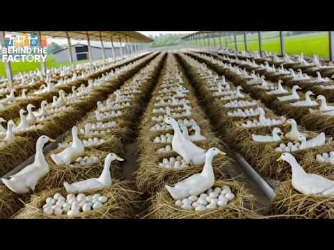 Harvesting Duck Eggs 🦆 | Profitable Duck Egg Farm Business | DIY Cheap Duck Feed Guide