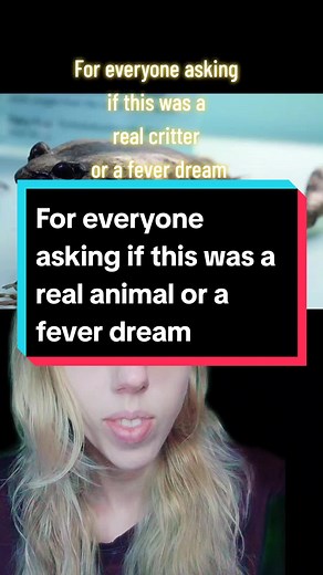 Hairy Frog: The Bone-Breaking Amphibian