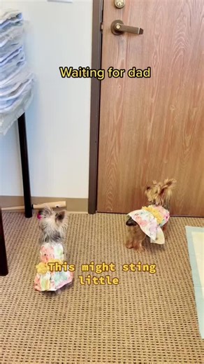 Daisy & Lily the Yorkies on TikTok