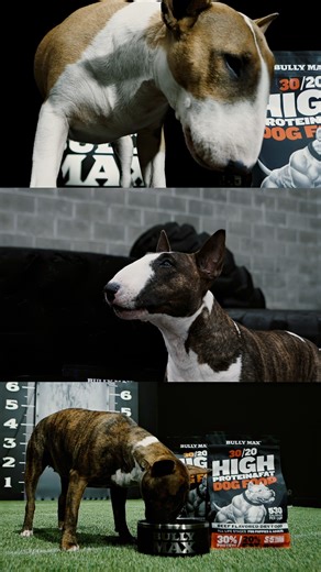Sunny ☀️ Bubbles 💥 and Teeter ⚡ Barb Deevers’ Bull Terriers came through the Bully Max Studio locked in and ready to perform. Fueled by Bully Max, built for power. Every muscle, every move, pure intensity. These dogs don’t just look strong — they are strong. #bullymaxdogfood #performancedogs #bullymax #doghealth #PerformanceDogFood #dogtraining #DogNutrition #bullterrier | Bully Max