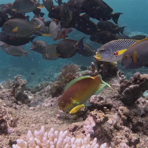 20 reactions | Did you know coral reefs cover just 1% of the...