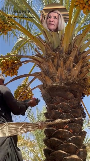 This Palm Tree Trim Is So Satisfying!