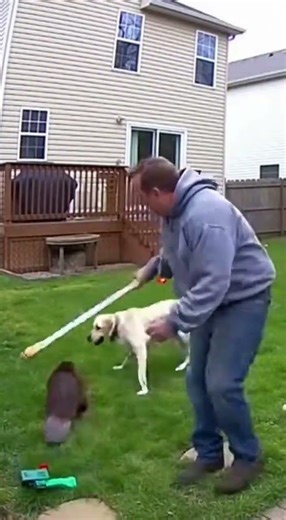 Caught on CCTV: Beaver Attacks Child in Backyard #BeaverAttack#WildlifeEncounter#ViralUSA#foryou