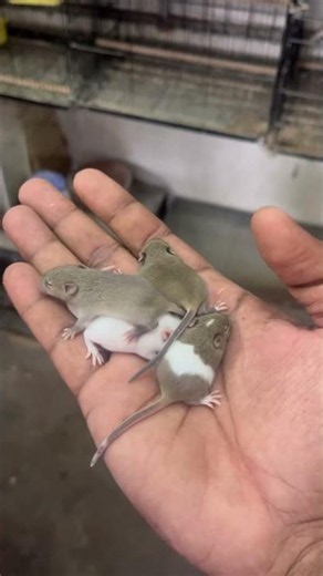 Mice baby’s #pets #cuteanimal #cute #mice #petsrule