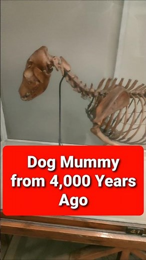Ancient Egyptian Dog Mummy Discovered – 4,000 Years Old!