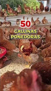 Inicia tu negocio con Gallinas ponedora #granja #pollo #gallinas #gallinasponedoras