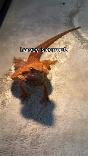 Corrupt lizard. #beardeddragon #reptile #lizard #cutepets #usapets