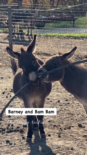 I am just so happy for Barney! I wish I had moved them together sooner. #reels #fblifestyle #onehappyassfarm #donkey | One Happy Ass Farm