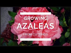 How to propagate an Azalea from cuttings.