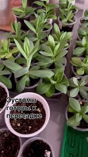 Разошлась я что-то) #цветы #букет #грядки #садоводничество #весна #цветыдлядома #дом #сад #эустома