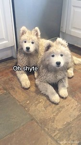 300K views · 10K reactions | A timeline of the mud monster and the Wolfpack~ Starting with the QUEEN of mud and attitude, baby POPPY and finishing with her offspring | Poppet and the Wolf Pack | Facebook