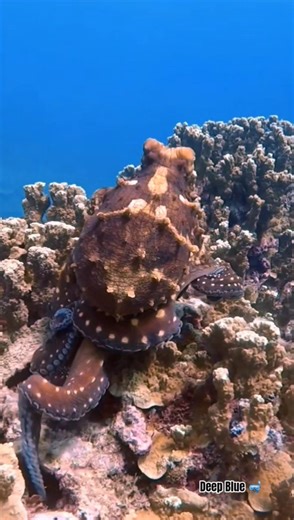 The Smartest Creature in the Red Sea? 🐙