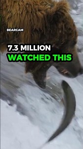 Why 7.3 Million People Are Watching This Bear Cam 🐻