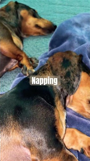 3 Things Peanut & Charlie Take Very Seriously -Napping-Yapping-Snacking #noahkahan #dachshund #vlog