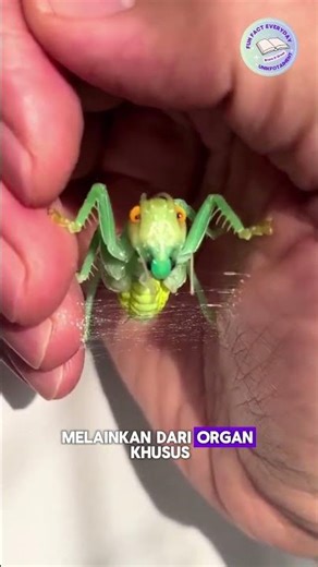 Green Cicada merupakan serangga berwarna hijau yang dikenal melalui suara khasnya.