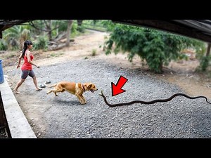 Hero Animals That Saved Human Lives