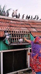 Racing pigeons amazing entry in loft #racingpigeons #birds #pigeonbaby #pigeonhouse #pigeonloft | Family Farming