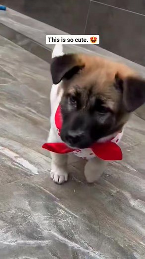 Such adorable puppy 😻🐶 | Amazing Vibes