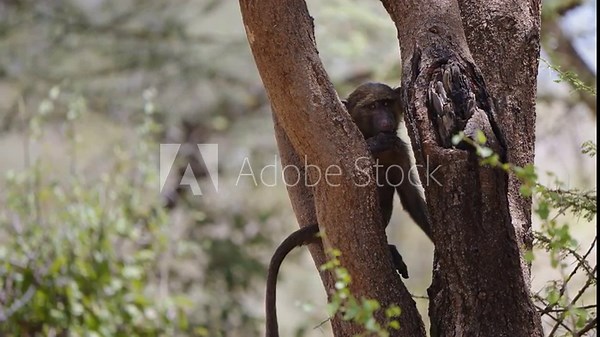 Footage of a shy olive baboon resting quietly in a tree, gently licking its fingers. The clip captures the curious yet cautious nature of the little primate in its natural habitat.