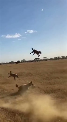 Real Wildlife Combat 🐃🔥| リアル野生戦闘 #wildlife #wildliferescue #animals