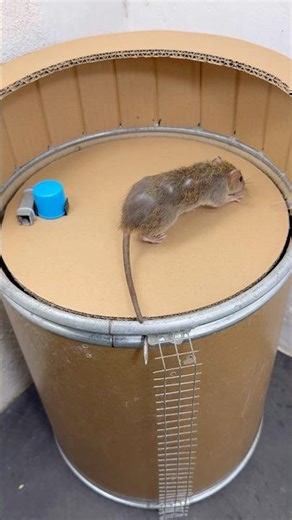 Simple Bucket Mouse Trap Test 🪤 | Real Science Experiment in Action #trap
