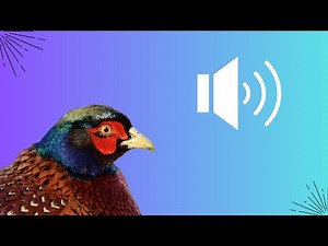 Il Richiamo del Fagiano: La Voce Segreta dei Campi 🌾🦚