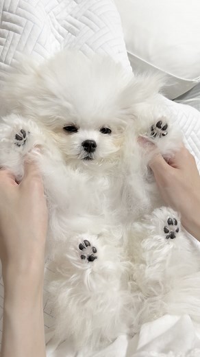 Adorable Bichon Frise Puppy Compilation