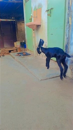Cute Baby Goat Having the Best Playtime Ever #BabyGoat #GoatFun #CuteAnimals