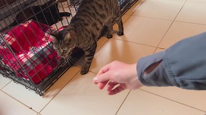 73 reactions · 19 shares | Tigger came in with her siblings when they...