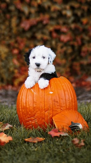 Ok but she crushed this photoshoot 🎃👻 #halloween #pumpkinhead #photoshoot #puppy #dogsoftiktok