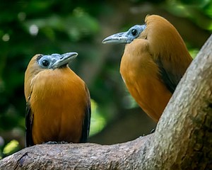 Bird 135 – Capuchinbird