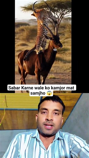 sabar Karne wale ko kamjor mat samjho 😱 Gazelle vs Leopard: The Most Unbelievable Ending! #shorts