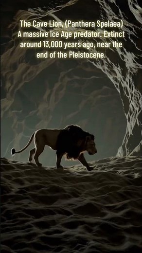 Cave Lion - Extinct Species #mammal