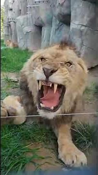 Angry Lion,,