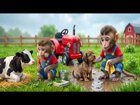 😱🐄🐶 Injured Cow & Lost Dog in the Rain?! Monkey NaNa’s Double Rescue! 🐒💚