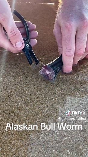 SpongeBob was right #fyp #fy #beach #foryou #foryoupage #australia #insane #crazy #spongebob #alaskanbullworm #viral #tiktok #you #fish