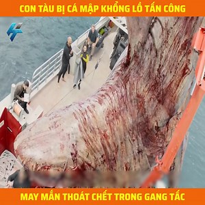 350K views · 1.6K reactions | Con tàu bị cá mập khổng lồ tấn c-ông may mắn thoát ch--ết trong gang tấc | Uquinta | Facebook