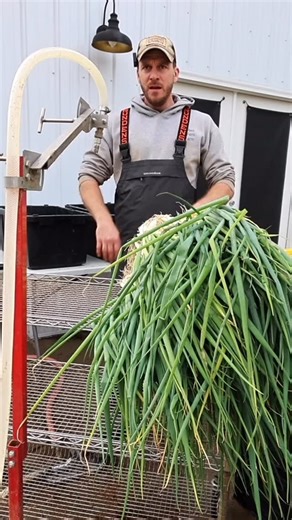 142 reactions · 6 comments | Washing green onions efficiently! Such an important crop that many farms have them in their top ten earners. #washandpack #bunchwasher #rootwasher #packhouse #neversinktools #marketfarm #marketfarmtools | Neversink Farm Tools | Facebook