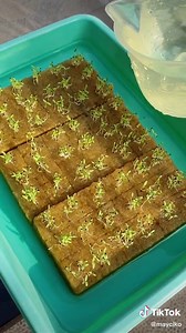 Cara Menanam Bayam Hijau di Sistem Hidroponik: Langkah demi Langkah