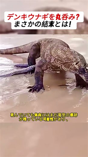 Swallowing an electric eel whole? What a surprise! #NatureAstonishments #MonitorLizard #Wildlife ...