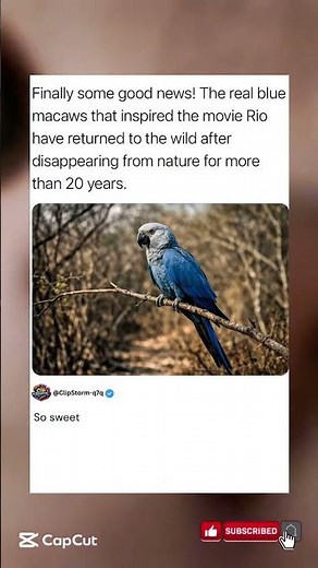 The real blue macaws that inspired the movie Rio #trending #rio